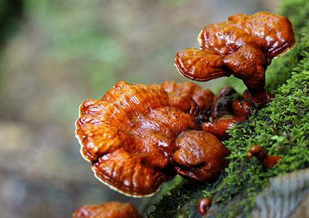 Ganoderma lucidum гриб лекарственный, агент