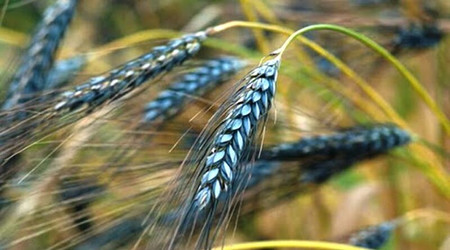 Украина выращивание синяя черная пшеница