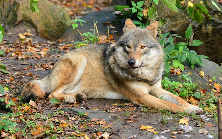 японський вовк Canis lupus hodophilax
